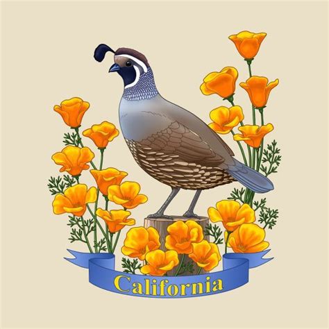 Explore the safest neighborhoods in the u.s. California State Bird Quail and Poppy Flower | State birds ...