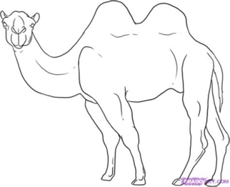 How to draw a camel. How to Draw Camels : Drawing Tutorials & Drawing & How to ...