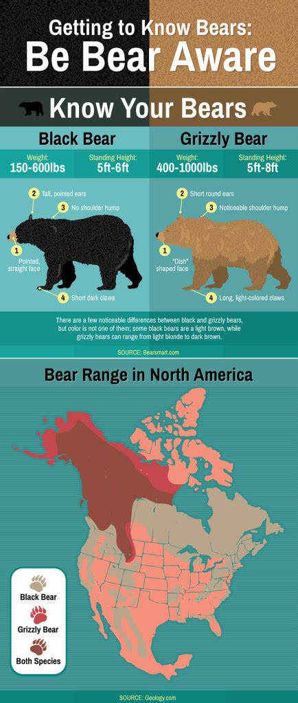 Infographic Safety Tips For Bear Country Recoil Offgrid