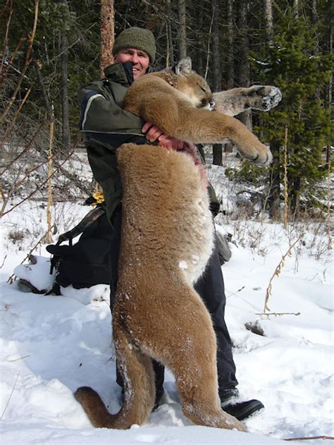 Bc Cougar And Lynx Hunts With Rocky Mountain Guide Outfitters In Bc Canada