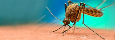 Mosquito Identification In Jacksonville Fl Lindsey Pest Services