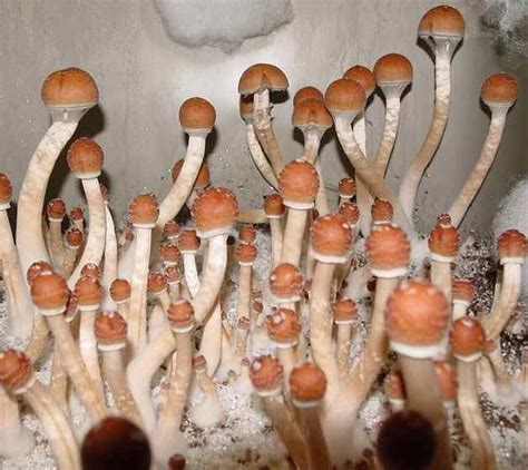 B B Plus Mushroom Spore Syringe Premium Spores