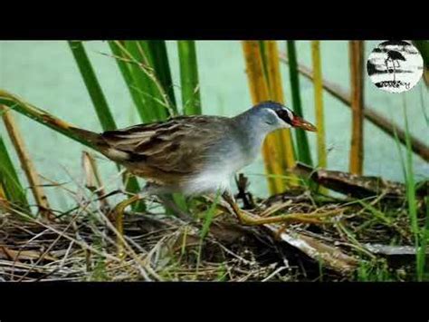 Suara pikat burung malam Burung TIKUSAN - YouTube