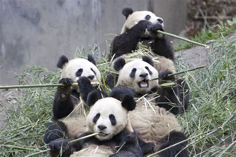What Do Panda Bears Eat The Garden Of Eaden