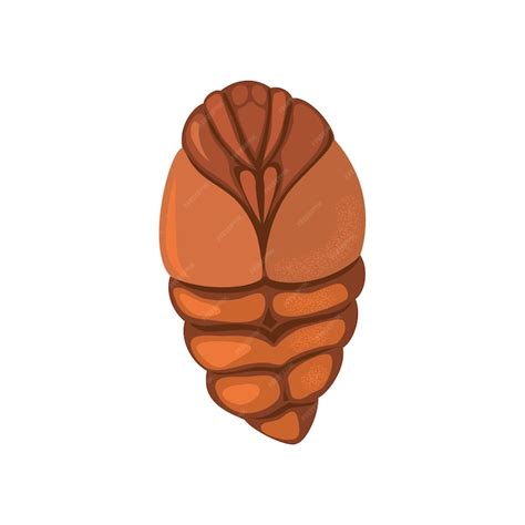 Premium Vector A Silkworm Pupa On A White Background