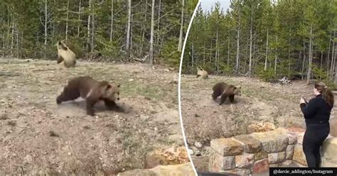 Woman Gets Prison Time For Trying To Take Close Up Photos Of Grizzly