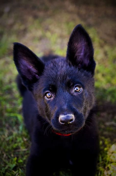 Black German Shepherds Dog Traits And Care Pethelpful By Fellow