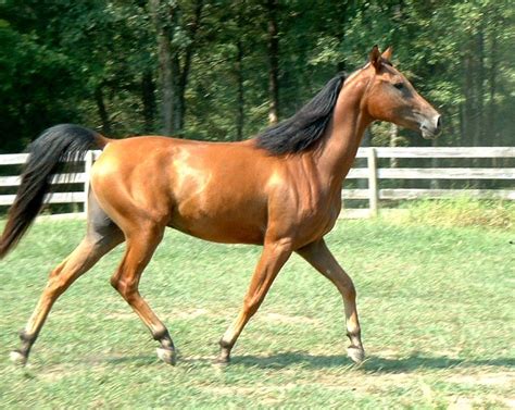 Wild Bay Chestnut Horse Brown Horse Horse Color Chart Rare Horse