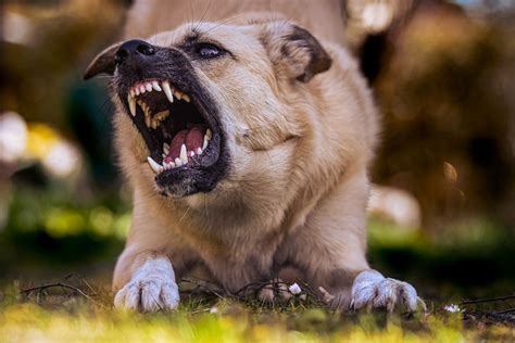 10 Tips For Managing Dog Aggression Pupprotips