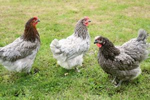 It can be blue, green, yellow, orange, pink, colorless or any combination of these colors. Broodies on the Homestead | Page 23 | SufficientSelf ...