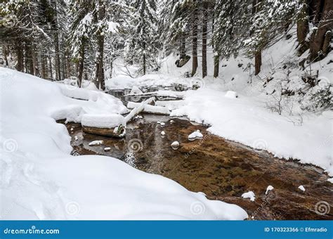 Mountain Stream In Winter Snow Covered Trees In Nature River In Pine