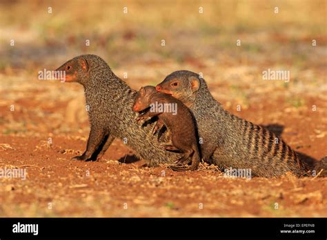 Banded Mongoose Mungos Mungo Adult With Pup Neck Bite Mother