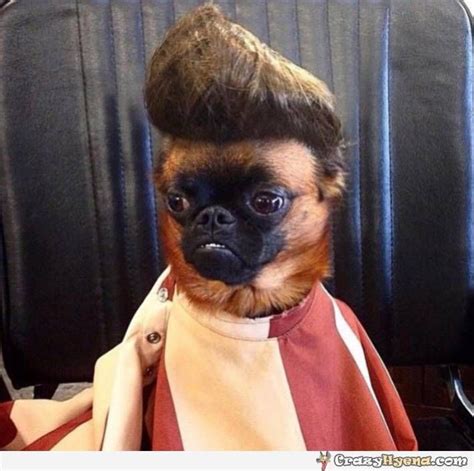 Dog Grooming At Its Best These Crazy Dog Haircuts You Have To See