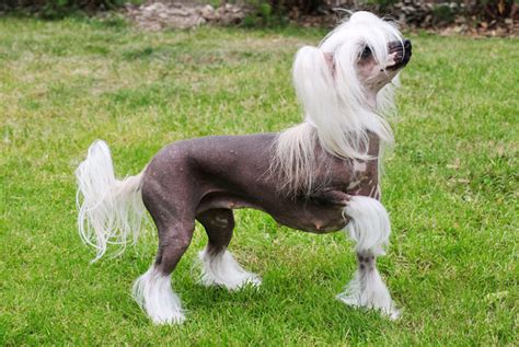 Top 101 smartest dog breeds in the world chinese crested highlights. Chinese Crested Breed Information