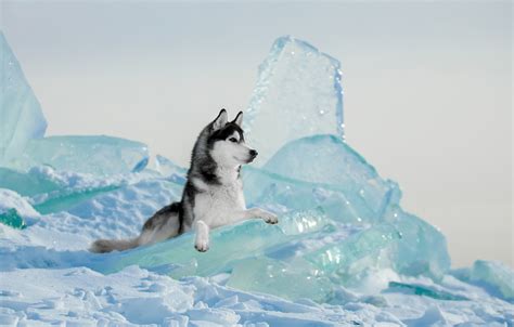 Wallpaper Winter Ice Dog Husky Images For Desktop Section собаки