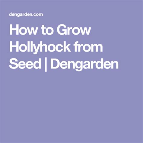 How To Grow Hollyhock From Seed Hollyhocks Flowers Garden Seeds
