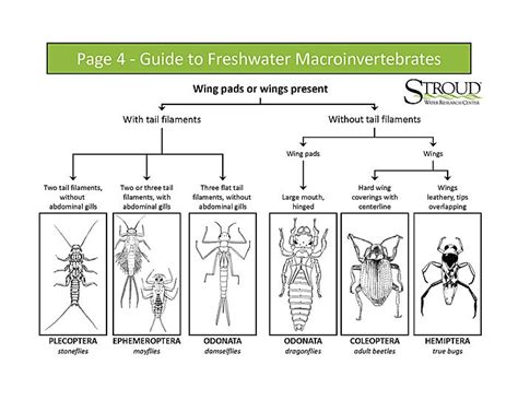 Macroinvertebrate Identification Key Nature Education Invertebrates
