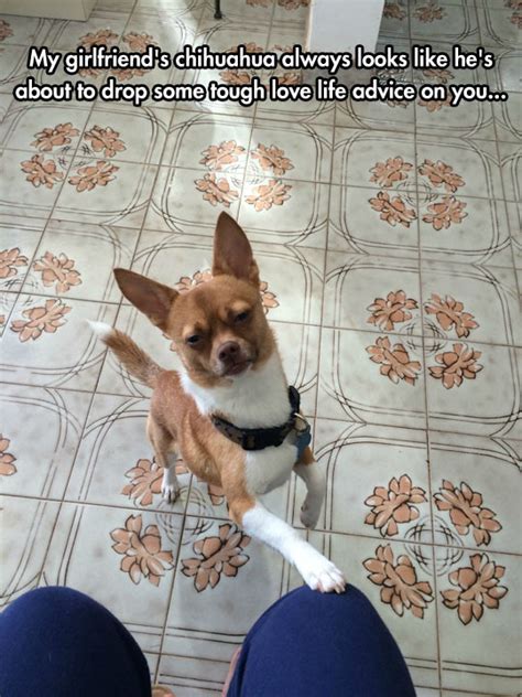 November 27, 2018 at 8:05 pm. Chihuahua With Quotes Funny Posts. QuotesGram