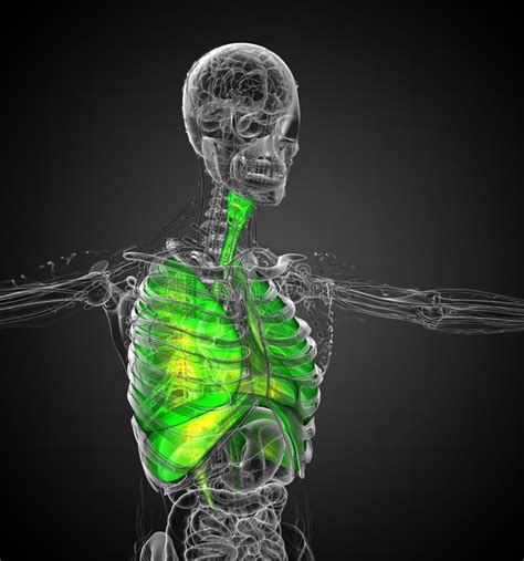 3d Render Medical Illustration Of The Human Respiratory System Stock