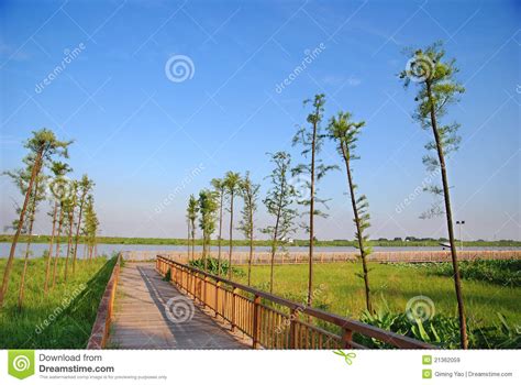 Wooden Path In Wetlands Stock Image Image Of Brown Marsh 21362059