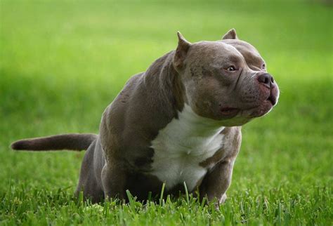 Best Of The Tri Color American Bully Amazing Pocket Bullies