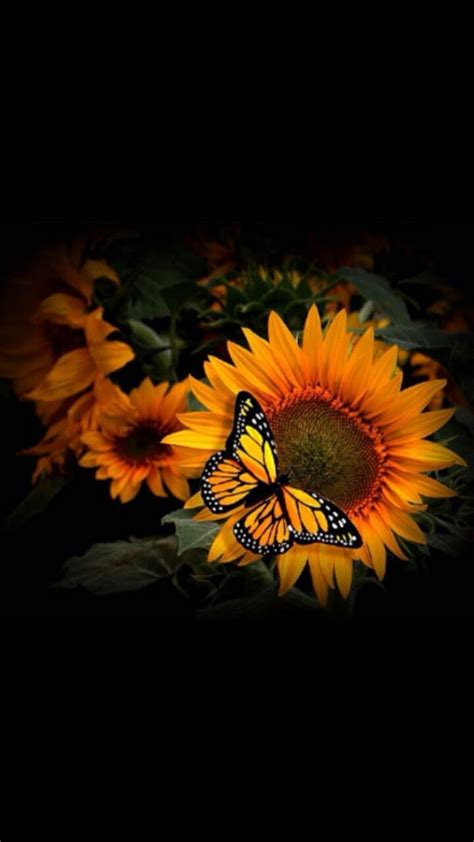 Sunflowers And Butterflies Red And Yellow Sunflower Hd Phone Wallpaper