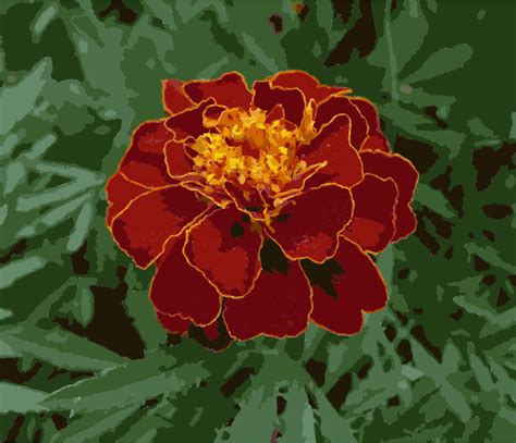 Download Mexican Marigold Flower Plants Annual Plant Seed
