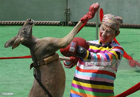 Kangaroo Boxing Photos And Premium High Res Pictures Getty Images