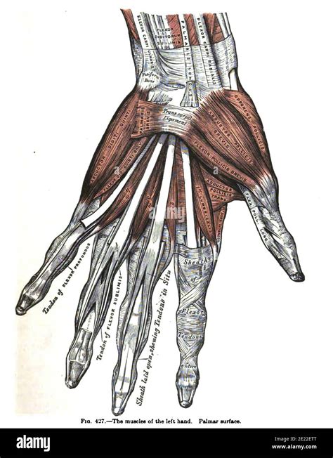 Hand Anatomy Historical Drawings Hi Res Stock Photography And Images Alamy
