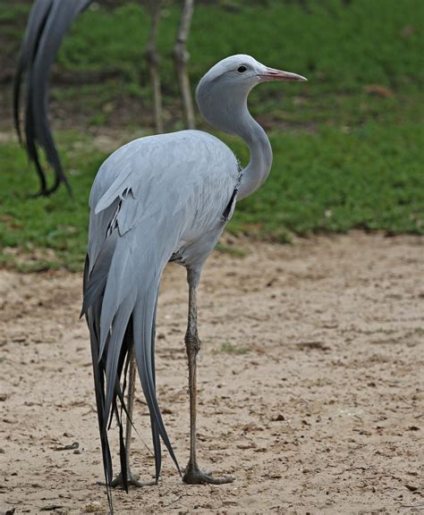 Pictures And Information On Blue Crane Pet Birds Wild Birds