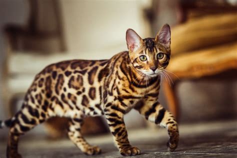 Bengal Cat Breed Size Appearance And Personality