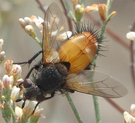 Hairy Fly With Yellow Abdomen Bugguidenet