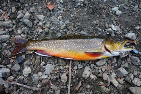 Caught A Beautiful Eastern Brook Trout Fishing
