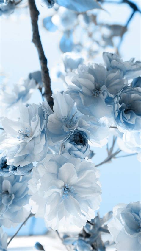 Light Blue Flower Wallpapers Top Free Light Blue Flower Backgrounds