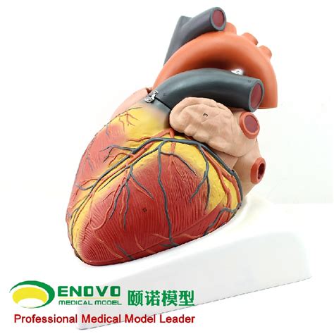 Enovo颐诺放大人体心脏模型b超彩超声医学用心内科心脏解剖教学模 阿里巴巴