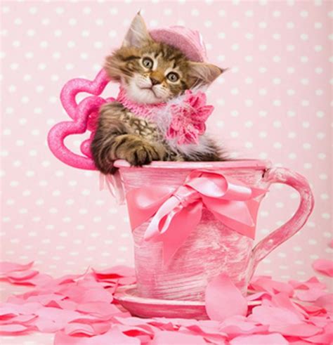 We Rank The Lovability Of Valentines Day Cat Photos Valentines Day Cat Cat Valentine Cat Photo