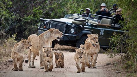 The Top Safari Destinations In South Africa Wildest