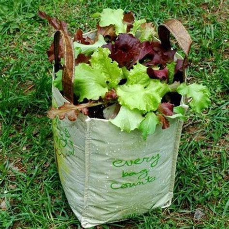 Cheap Or Free Container Gardens Growing Vegetables In Containers
