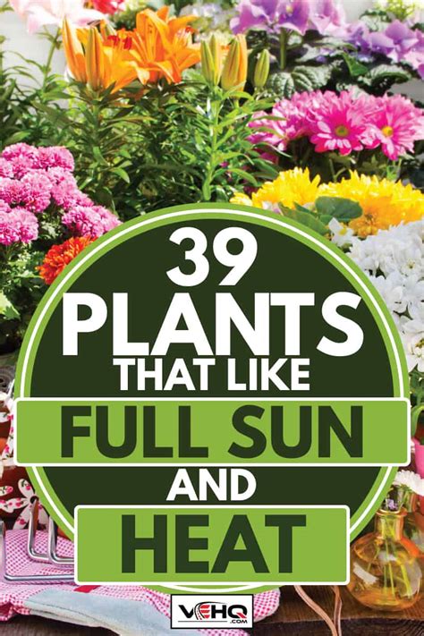 39 Plants That Like Full Sun And Heat