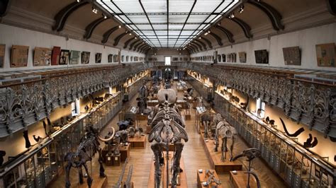Paris: le Muséum d'histoire naturelle lance un appel aux ...