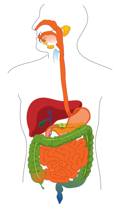 Blood vessels that carry blood toward the heart. Diagram of the Digestive System
