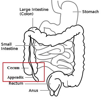 It is a long sized sacculated structure which is differentiated into4 regions. Large Intestine Lesson for Kids: Function & Facts | Study.com