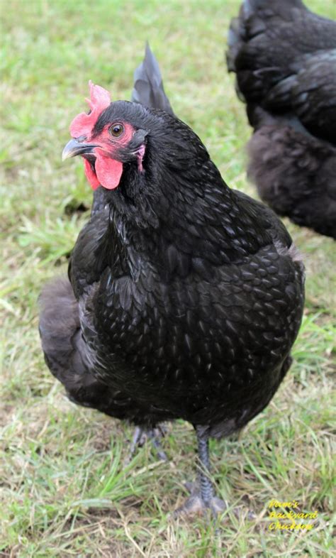We've got a list of the 10 best chicken breeds for beginners! Top 10 Best Chickens for Eggs - Backyard Poultry