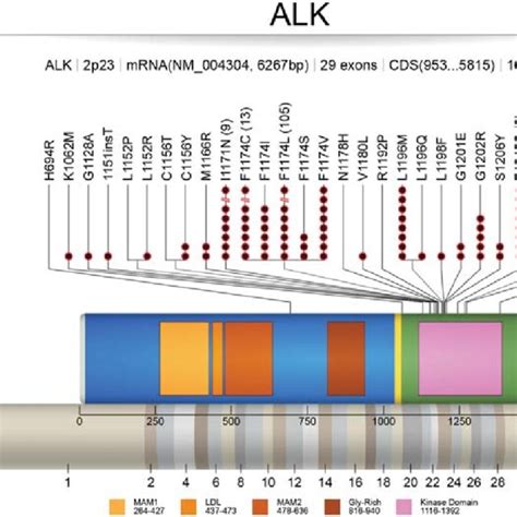 Anaplastic Lymphoma Kinase Alk Signaling Pathway Figure That Depicts