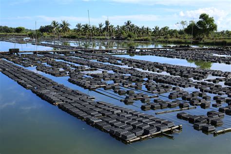 Jawabannya adalah kita jangan melihat mesin tersebut sebagai pihak penjual. Penjual Kepiting Soka di Malang Jawa Timur | BELI KEPITING ...