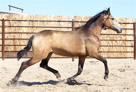 Mustangs are the descendants of domesticated horses brought to the mustang (american) mix, gelding, 1 year, 14.1 hh, buckskin. Lovely dappled buckskin BLM mustang!