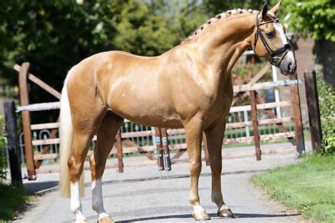 Metallic Gold Friesian Horse For Sale