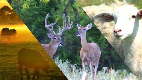 Erath County Farm Bureau - Home