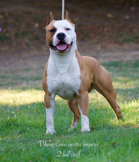 Check out our american staff selection for the very best in unique or custom, handmade pieces from our shops. Chiot - Elevage Du Bosquet Aux Loups - eleveur de chiens ...