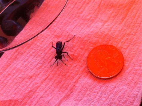 What Is This Black Winged Insect Bug Yucky California Ask Metafilter